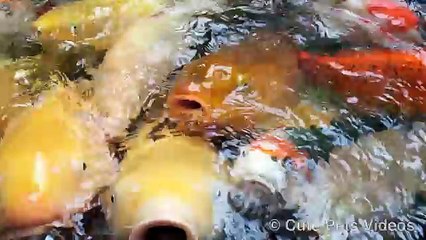 4. Аквариум рыба Веселая Герой огромный в в в в рот с кои GoPro
