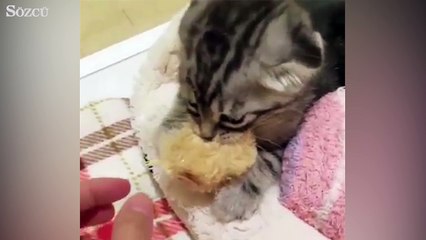 Oyuncağını kimseye vermeyen kedicik