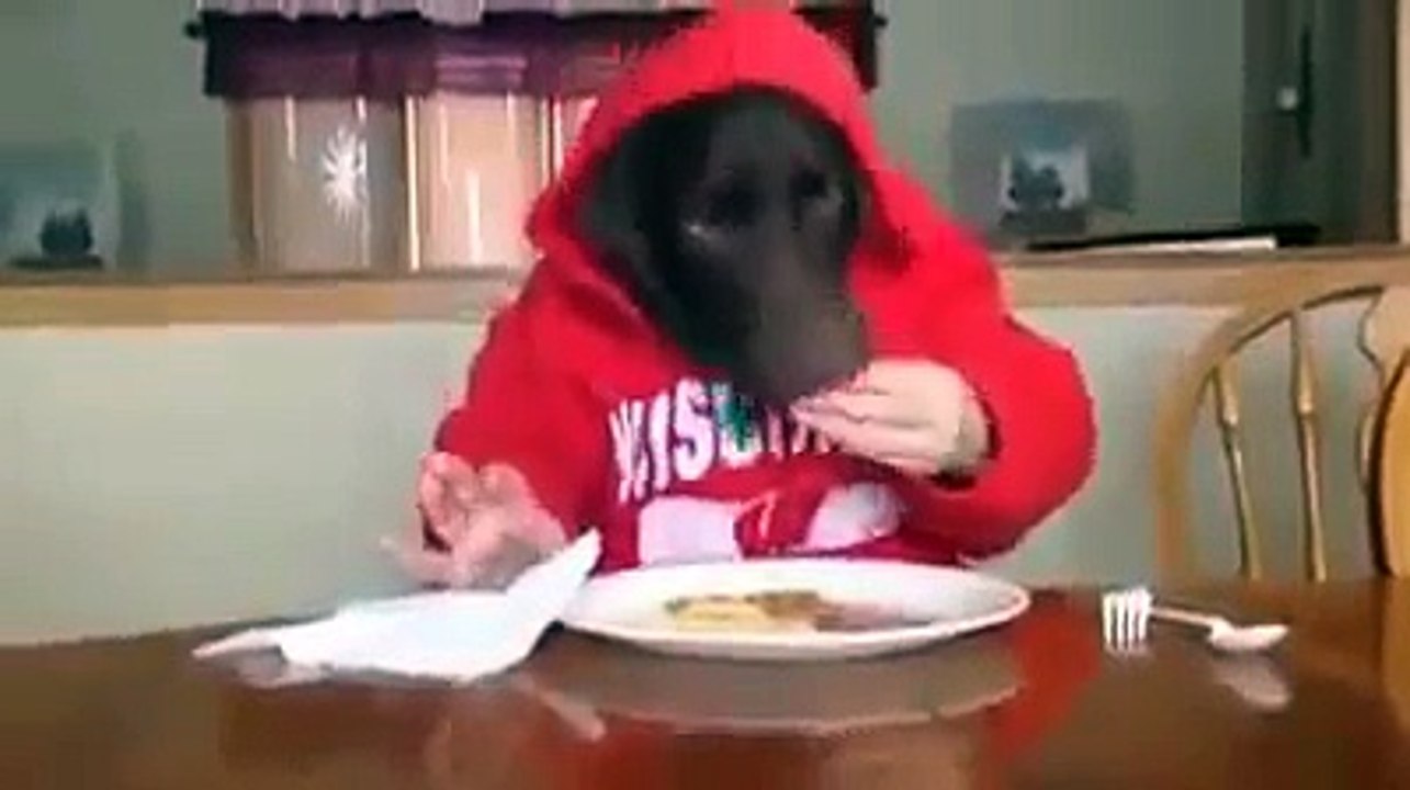 Funny dog eating like human  ✔ ★ EpiC FAiL ★ http://BestDramaTv.Net