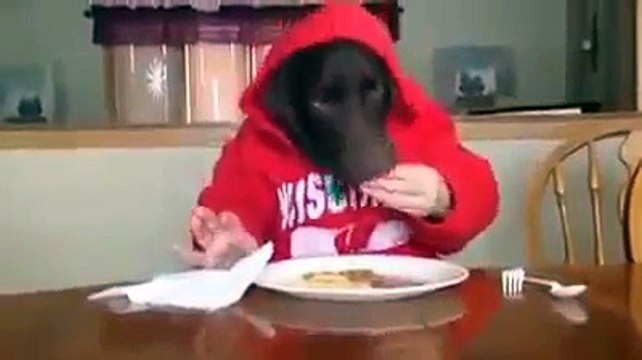 Funny dog eating like human ✔ ★ EpiC FAiL ★ BestDramaTv.Net