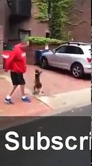 Human Fail Animal attack  BEST- FUNNY Animals -  Funny cat  Compilation http://BestDramaTv.Net