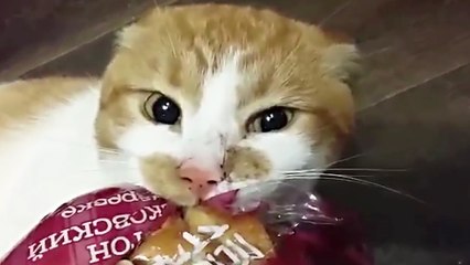 Ce chat semble adorer le pain