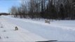 Family of Lynxes Go Hunting in Frozen Canadian Wilderness