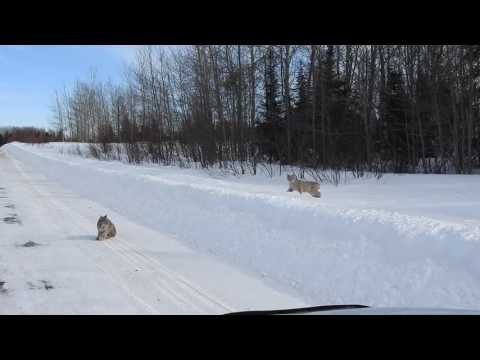 Family of Lynxes Go Hunting in Frozen Canadian Wilderness