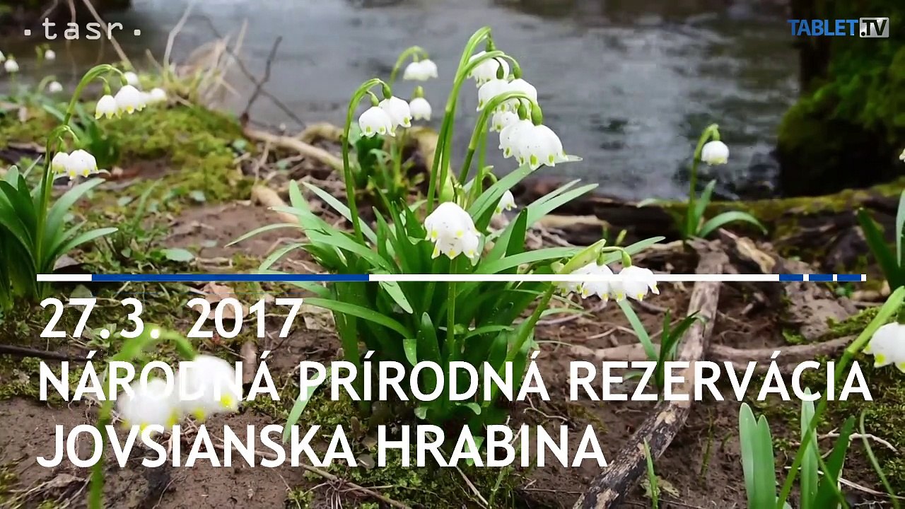 Rozkvitnuté bledule jarné karpatské v rezervácii Jovsianska hrabina