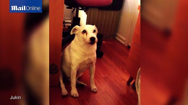 Cute dog is seriously guilty after emptying the rubbish