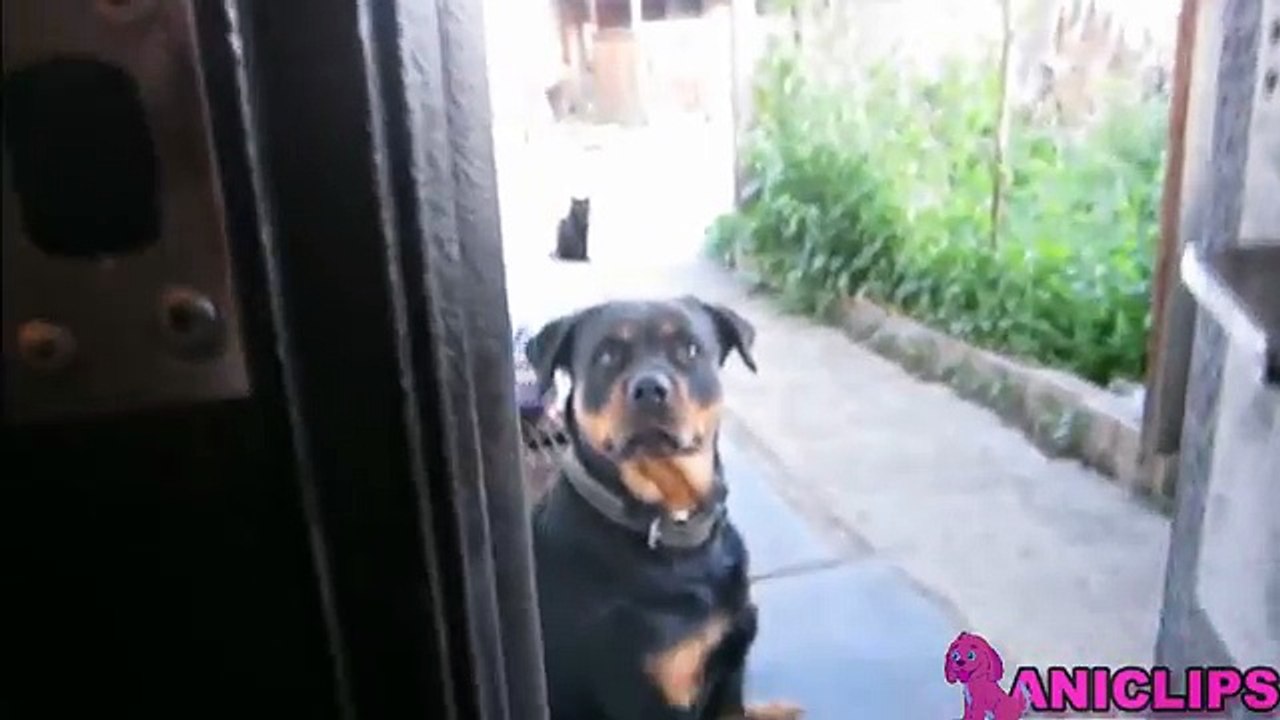 Cats And Dogs Scared of Random Things  ✯ Funny animal Compilation