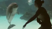 Un dauphin ébahi devant les acrobaties d'une fille