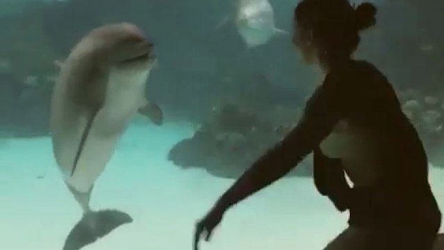 Un dauphin ébahi devant les acrobaties d'une fille