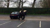Escaped horses roam around car park