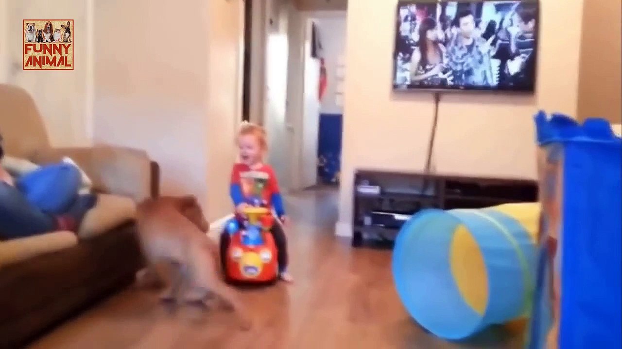 Puppies and Babies Playing Together -Cachorros y bebés jugando juntos