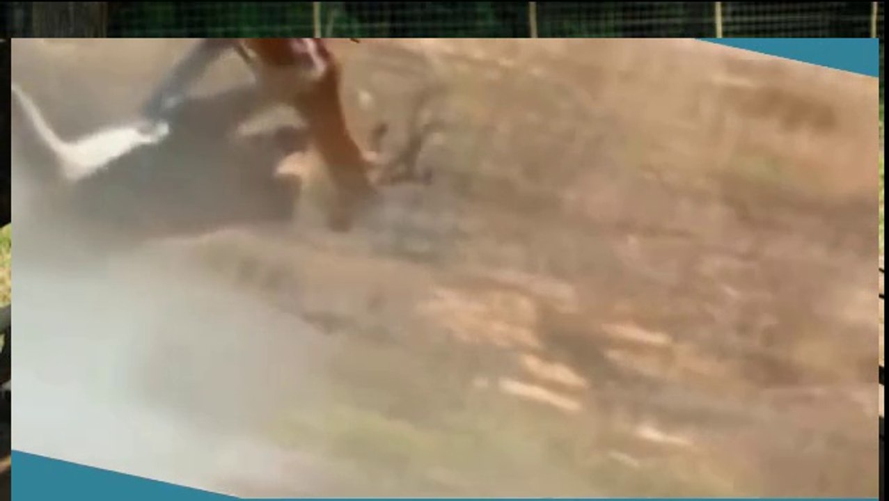 TOP - 10 The Best Attack Lion Vs deer / Real Life Lions attack buffalo