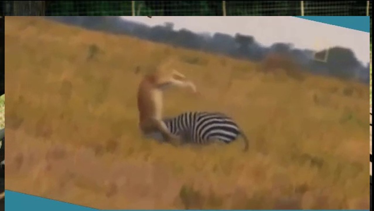 Lion Attacks - Bloody Fight real fight " Caught on Tape!!!