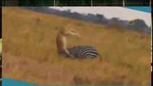 Lion Attacks - Bloody Fight real fight " Caught on Tape!!!