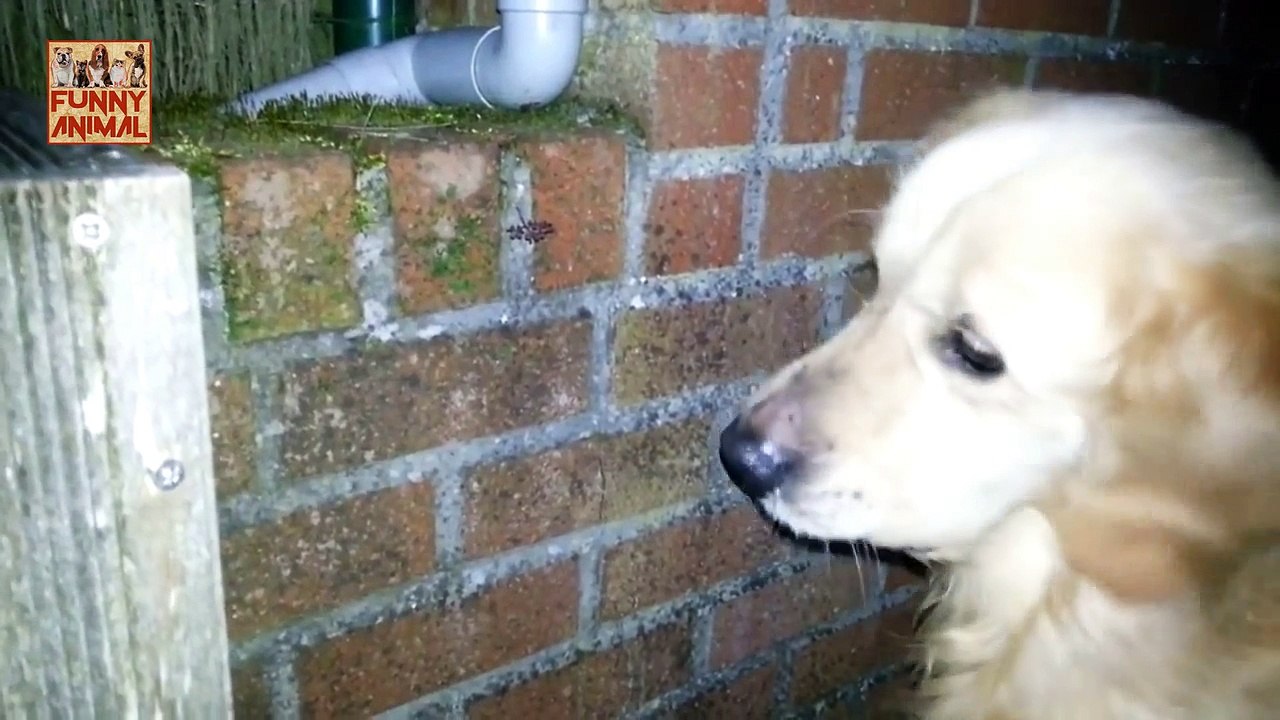 Funny Golden Retriever New -Divertido Golden Retriever Nuevo