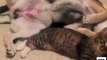 بلی اور کتے کی رنگ بدلتی دوستی یقین نہ آئے تودیکھیں اس وڈیو میں