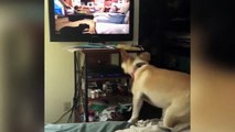 Quand ton chien veut à tout prix rejoindre les chiens dans la TV...