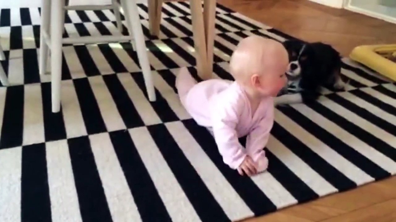 Chien VS bébé : l'un est très lent, l'autre tellement rapide