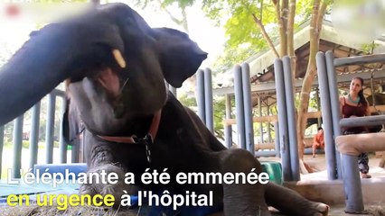 Belle histoire : ils sauvent un éléphant