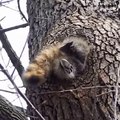 Cet écureuil a fait des reserves pour l'hiver... Trop, beaucoup trop!