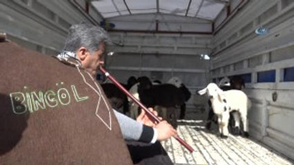 Sanatçı Aydın Aydın, Kaval Çalarak Kuzularla Gezdi