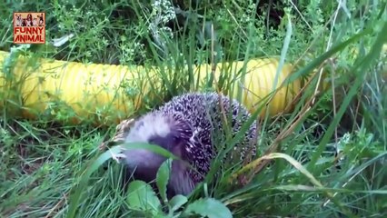 Cute And Funny Hedgehog Compilation New -Compilación linda y divertida del erizo Nuevo