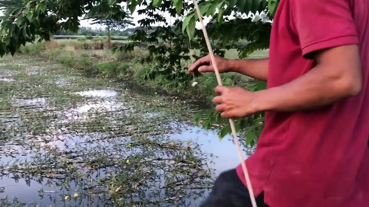 Săn Cá Trê Khủng Q12 Tháng 3-2017- Cắm Câu Bắt Được Kha Khá Trê Và Lóc