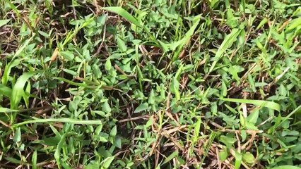 Thằng Mập Đi Vác Cỏ Giảm Béo Bị Con Gì Cắn Chân Máu Đầm Đìa Mà Không Hay.