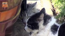Cats Talking To Each Other New -Gatos hablando entre sí Nuevo