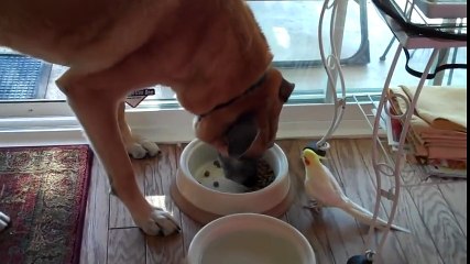 Köpeğin Kuşun Müziği Eşliğinde Yemeğini Yemesi