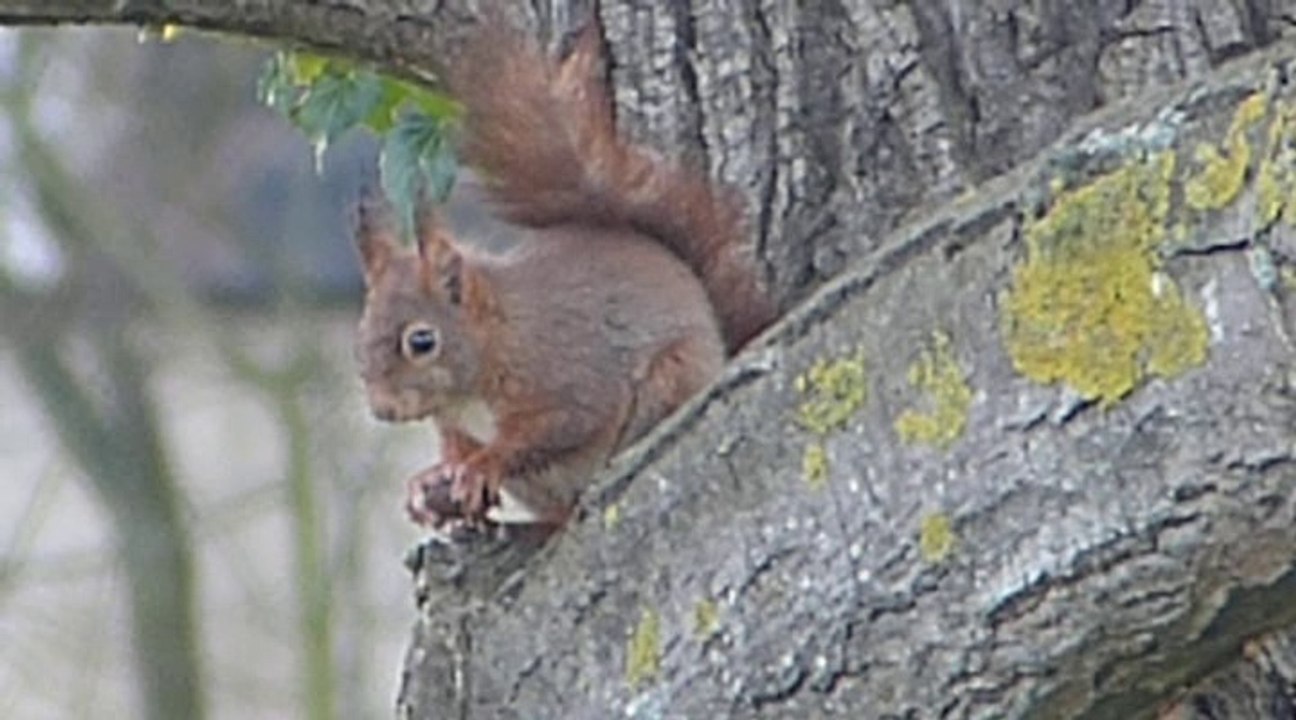 2017_0327 Ecureuil casse croute