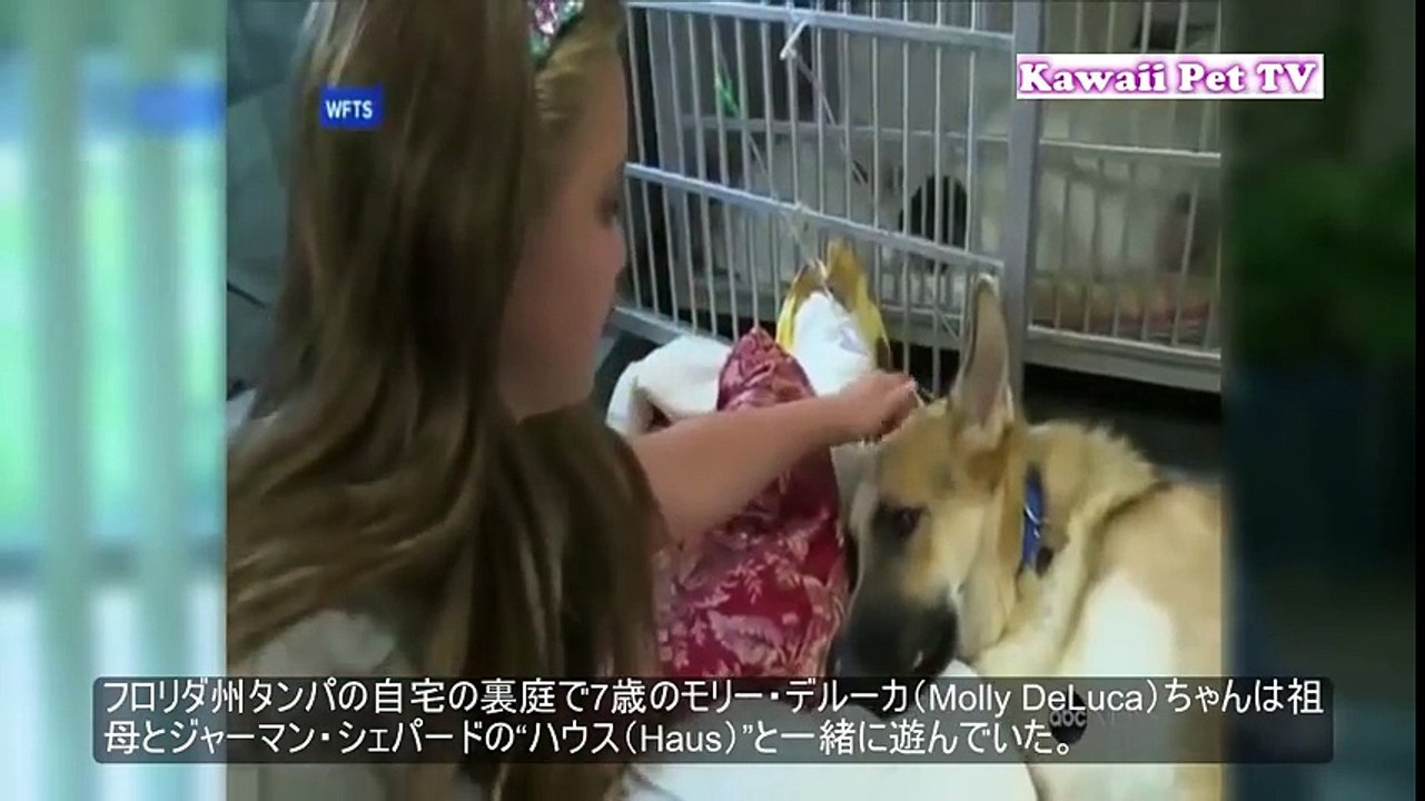 「犬感動実話」泣けるほど忠誠心に富み、勇敢な犬の話・犬の素晴らしいところ見せる動画