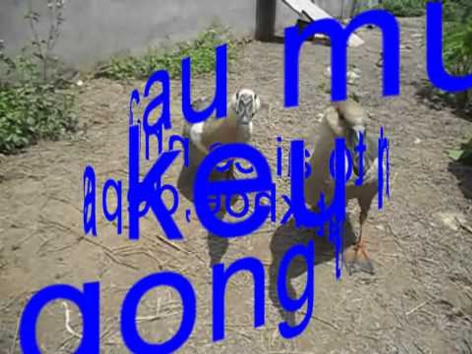 Đôi ngỗng Tiền triệu ở hải phòng