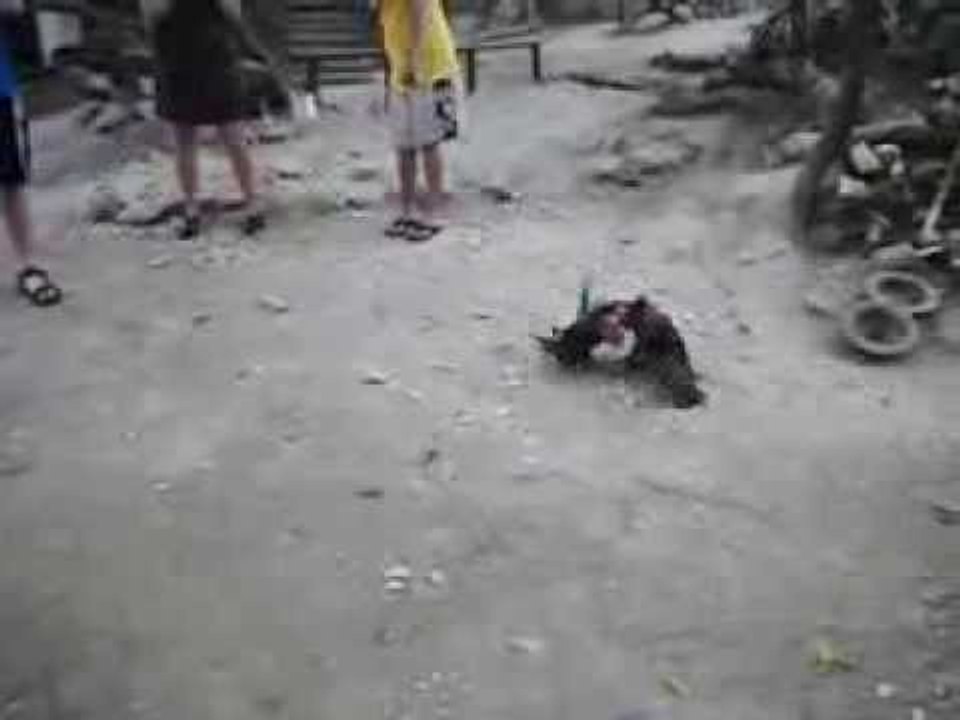 Chicken  Boxing best knockouts in Dominican Republic in USA