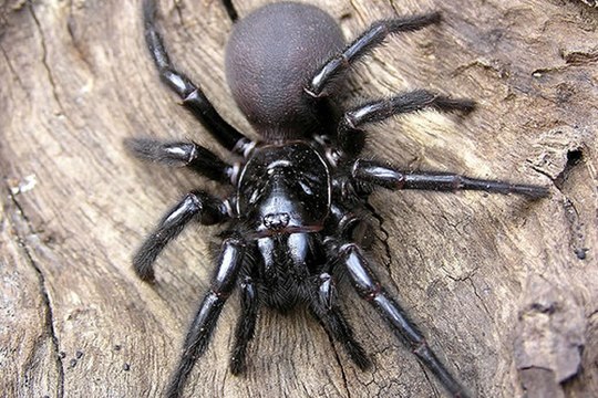 videos de animais, vida selvagem, animais em extinção, fotos de animais, animais domesticos, animais extintos, animais h