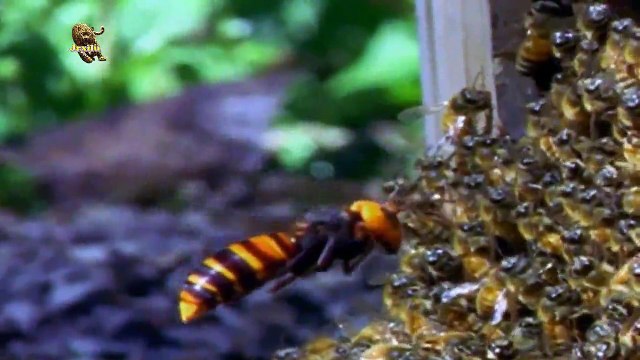Abelhas Vs Vespas, Incríveis Ataques de animais selvagens, Batalha de animais selvagens, Batalha animal, curiosidade ani