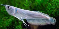 Beautiful silver arowana aquarium fish species profile with care facts. Watch video !!!