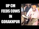 Yogi Adityanath feeds cows in Gorakhpur, Watch Video | Oneindia News