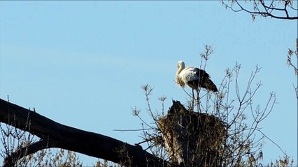 Cigognes Île des Chanillons 26 mars 2017