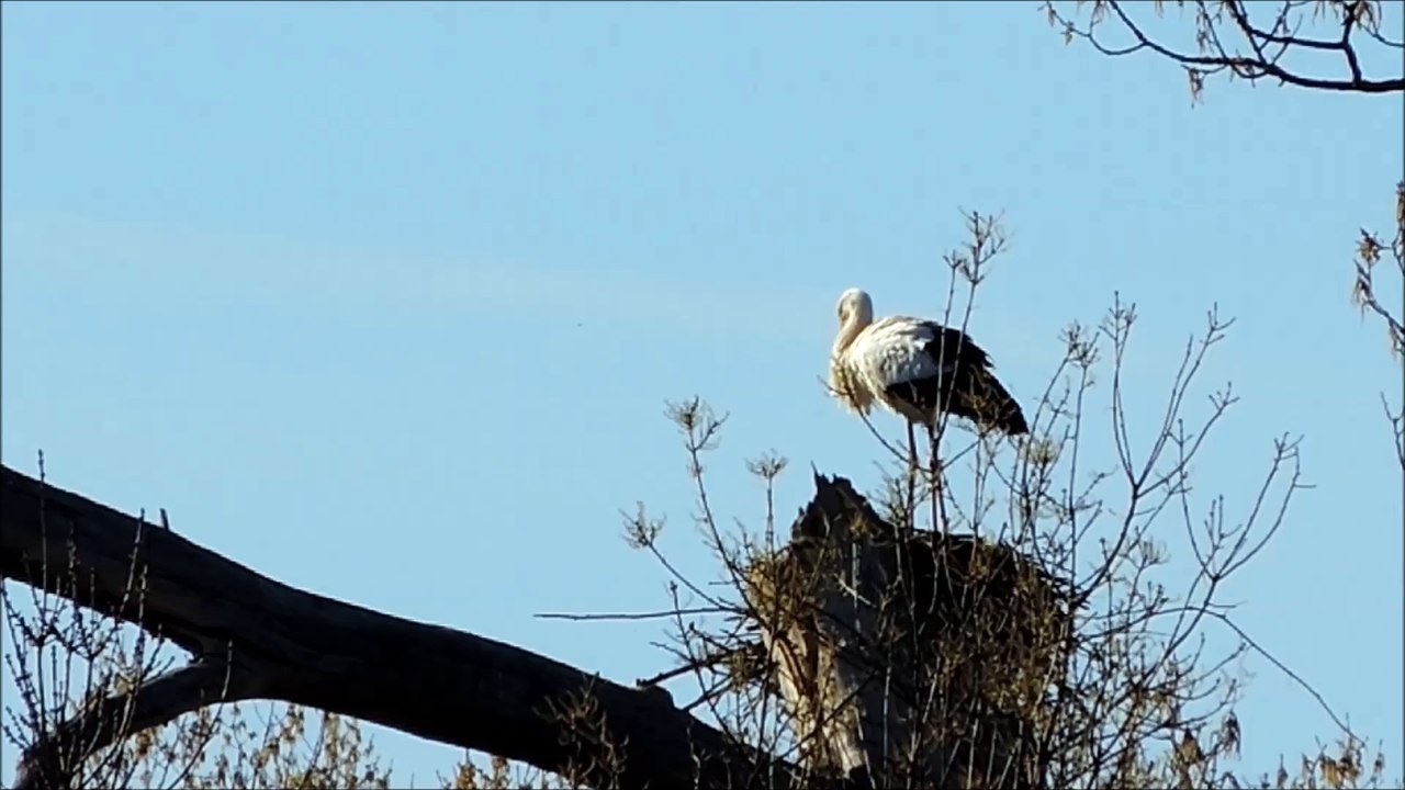 Cigognes Île des Chanillons 26 mars 2017