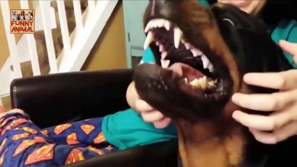 Funny Rottweiler Compilation New - Funny Rottweiler Compilation Nuevo 2017