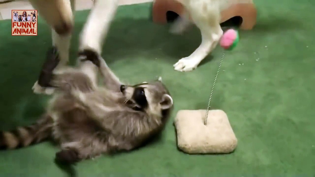 Raccoons are Awesome - Best Compilation - Los mapaches son impresionantes - Mejor compilación