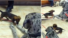 A incrível paciência e ternura de um dogue alemão para com um cãozinho "hiperativo" no veterinário