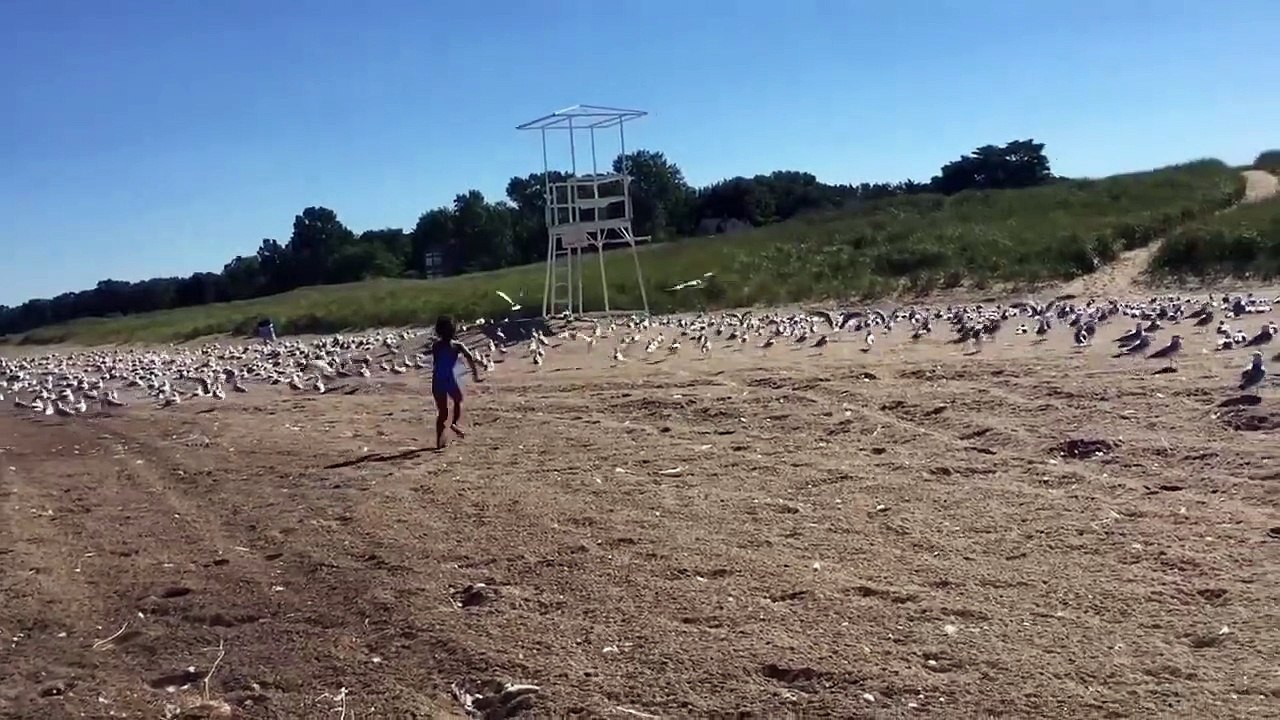 Ne jamais embeter les mouettes sur la plage !