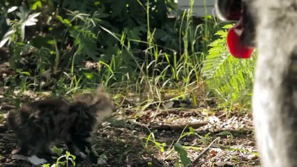 Un chien protège un bébé chat malade !