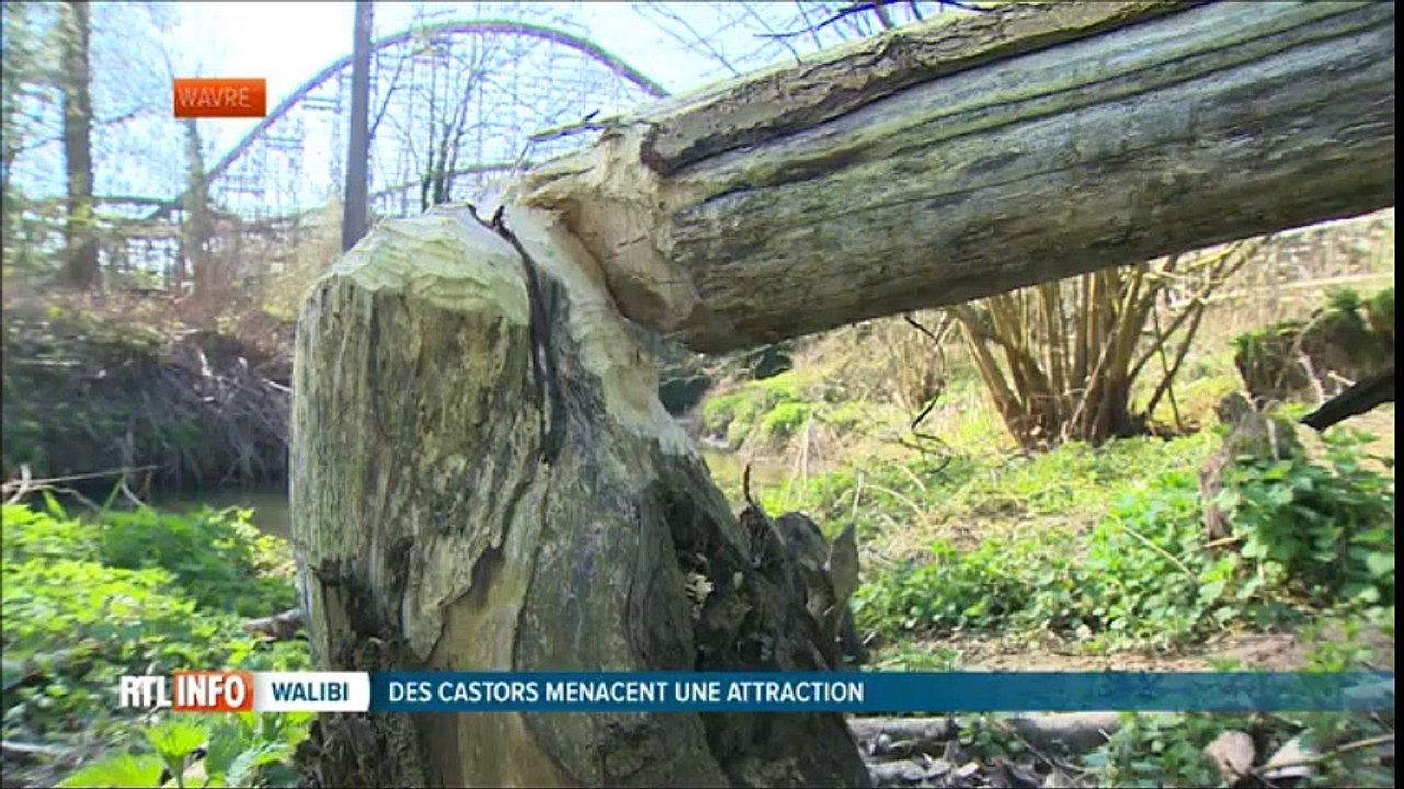Des castors menacent le Loup Garou de Walibi 2017
