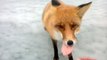 Un renard affamé vient demander à manger à des pécheur sur un lac gelé !