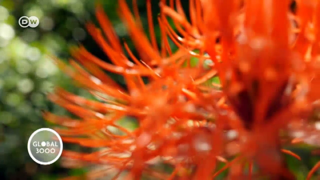 Armut und Artenschutz in Sierra Leone | DW deutsch