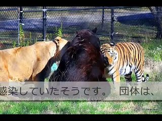 驚愕！巨大なトラVS犬！虎が捕食していた獲物をイヌが争奪！！動物園でのタイガーとの奇妙な関係！？（5648動画チャンネル)