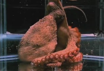 Le poulpe dans tous ses états !